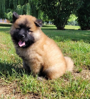 Eurasier