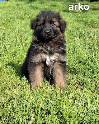 Les chiots de Berger Allemand Poil Long