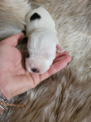 Femelle coeur sur les reins - Parson Russell Terrier