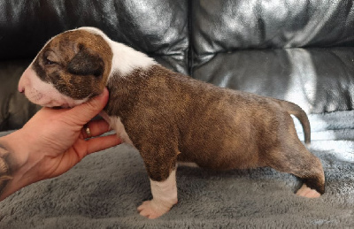 Les chiots de Bull Terrier