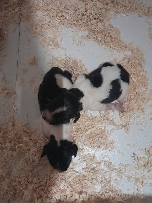 Les chiots de English Springer Spaniel