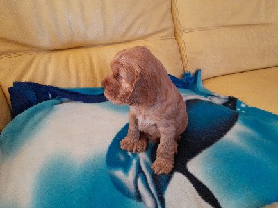 Cocker Spaniel Anglais