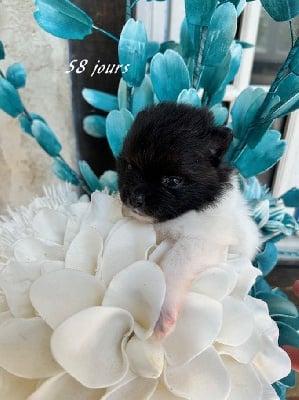 Les chiots de Spitz allemand