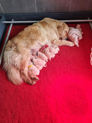 Les chiots de Golden Retriever