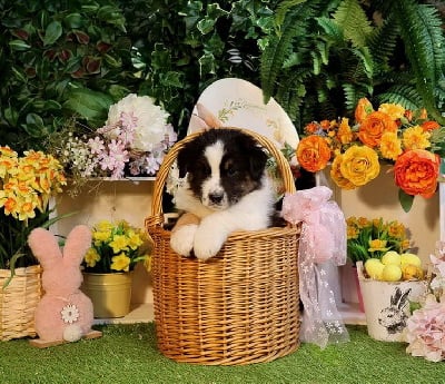Les chiots de Berger Australien