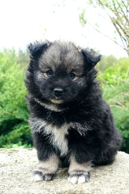 Les chiots de Chien finnois de Laponie