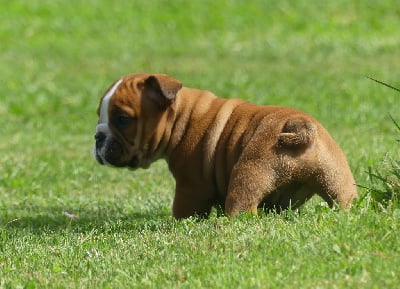 Les chiots de Bulldog Anglais