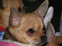 Étalon Chihuahua - miko foldi Timi dite babeth