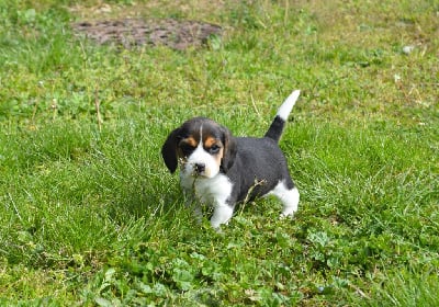 CHIOT 4 - Beagle