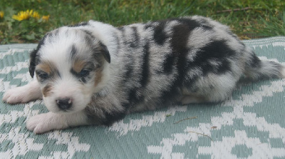 Les chiots de Berger Australien