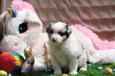 Les chiots de Berger Australien