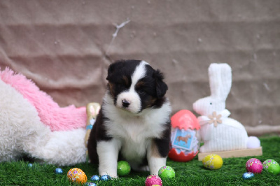 Les chiots de Berger Australien