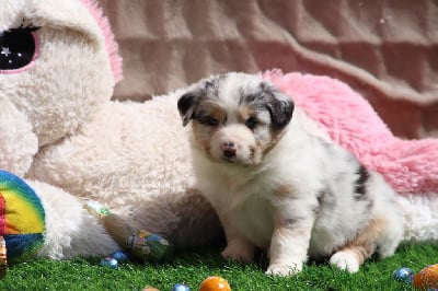 Les chiots de Berger Australien