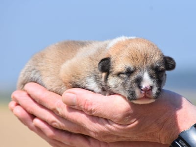 Les chiots de Welsh Corgi Pembroke