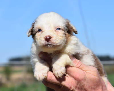 Les chiots de Berger Australien