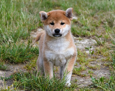 Les chiots de Shiba