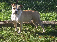 Étalon American Staffordshire Terrier - Fergie of Royal Dreamstaff