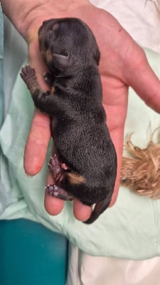 Les chiots de Yorkshire Terrier