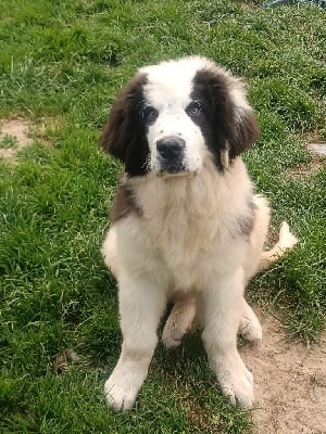 Les chiots de Landseer type continental europeen