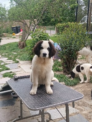 Les chiots de Landseer type continental europeen