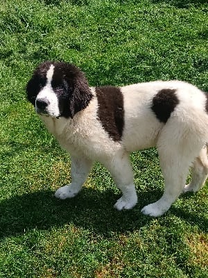 Les chiots de Landseer type continental europeen