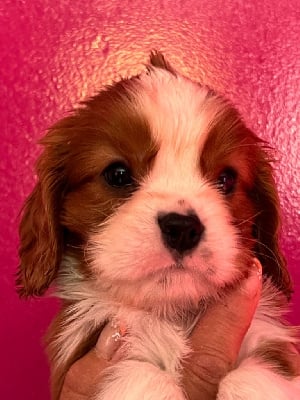 CHIOT VOYOU - Cavalier King Charles Spaniel