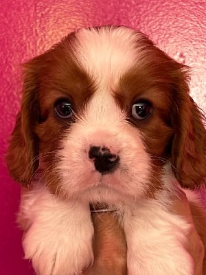 CHIOT VOLCAN - Cavalier King Charles Spaniel