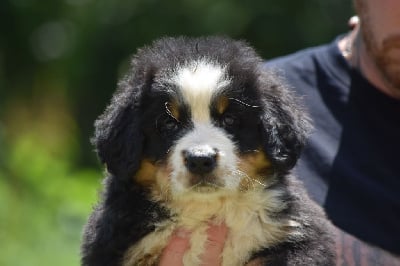 Les chiots de Bouvier Bernois