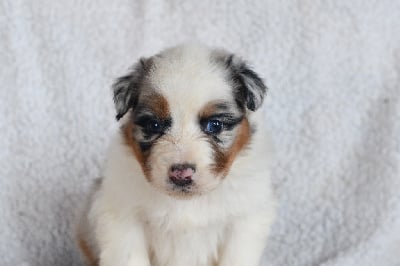 Les chiots de Berger Australien