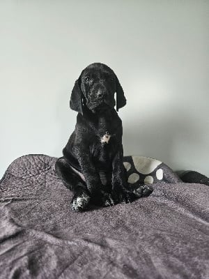 Les chiots de Braque allemand à poil court