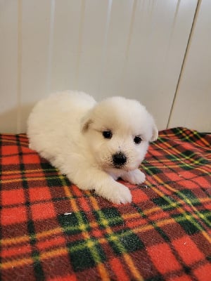 Les chiots de Coton de Tulear