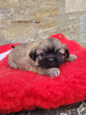 Les chiots de Epagneul tibetain