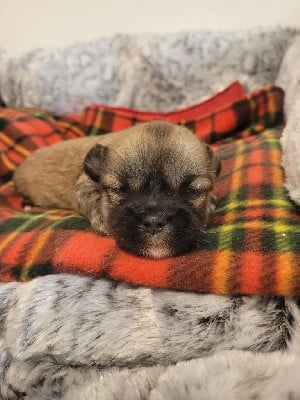 Lhassa Apso