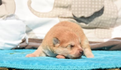 Les chiots de Chien finnois de Laponie