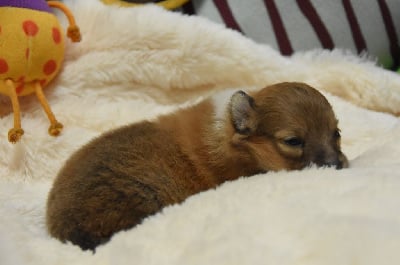 Les chiots de Shetland Sheepdog