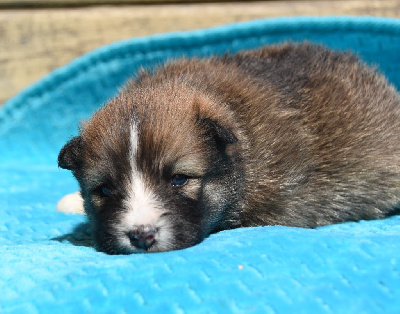 Les chiots de Chien finnois de Laponie