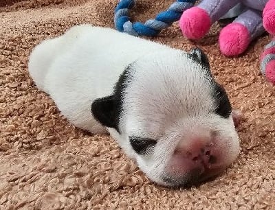 Les chiots de Bouledogue français