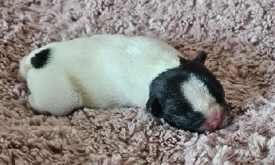 Les chiots de Bouledogue français