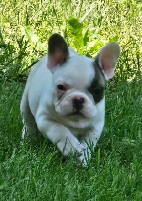 Les chiots de Bouledogue français