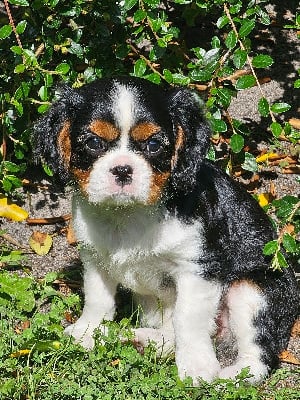 Les chiots de Cavalier King Charles Spaniel