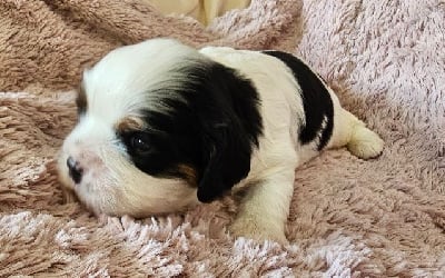 Les chiots de Cavalier King Charles Spaniel