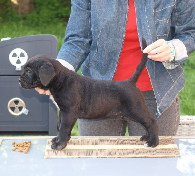 Les chiots de Cane Corso