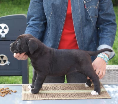 Les chiots de Cane Corso