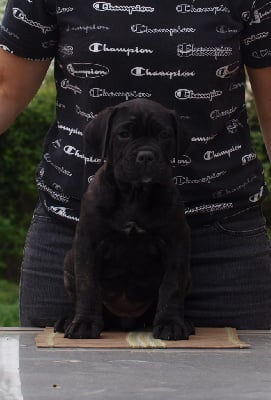 Les chiots de Cane Corso