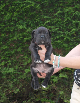 Les chiots de Cane Corso