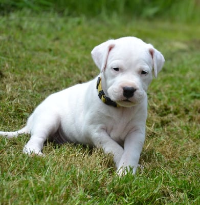 Les chiots de Dogo Argentino