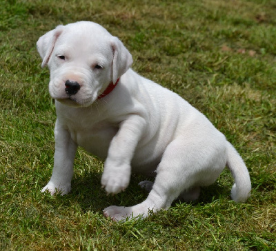 Les chiots de Dogo Argentino