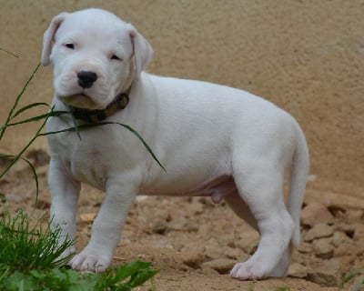 Les chiots de Dogo Argentino