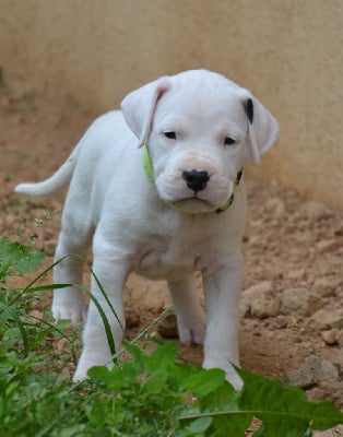 Les chiots de Dogo Argentino
