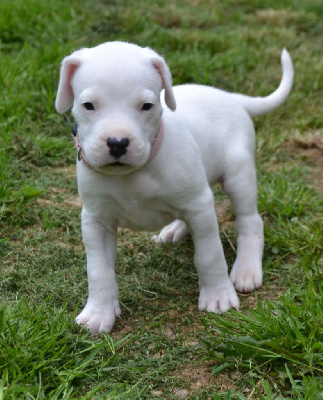Les chiots de Dogo Argentino